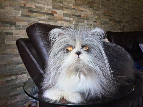 Shay Ashley Mitchell